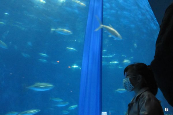 遠足　初の自由行動！～かごしま水族館～