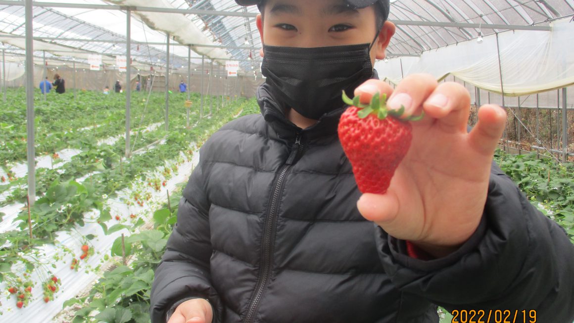 イチゴ狩り🍓