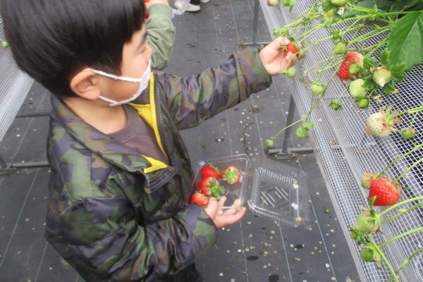 🍓いちご狩りにいきました🍓