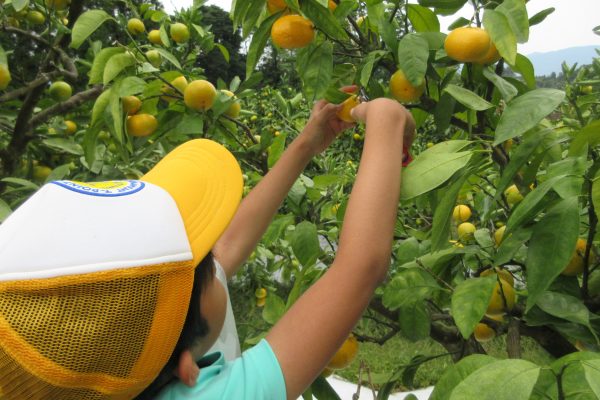 🍊みかん狩りに行ってきました（学童部）