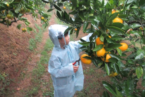 雨の日のみかん狩り🍊