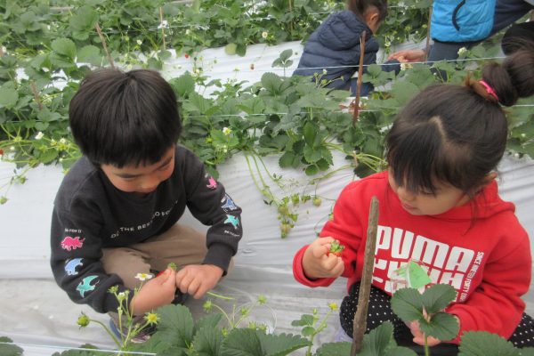 🍓いちご狩り🍓