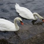 🦢遠足（療育部）🐘