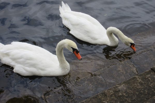 🦢遠足（療育部）🐘